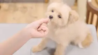 Макияж! Я обожаю ходить к грумеру!