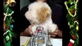 My Pet Dog Learn Morse Code