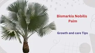 Bismarkia Nobilis palm Growth and care tips