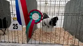 Poultry Judging #2 Where is the Special Champion?