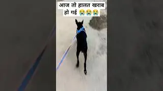 Aaj to Halat kharab ho gai 😭😭😭 | Robert ki running | #shorts #ytshorts #youtubeshorts