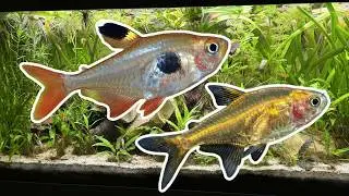 Adding new Fish to my Freshwater Ecosystem Tank