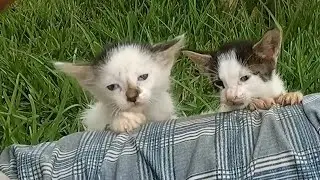 Cuddling Two Adorable Lovely Kittens in the Garden 🌿🐾