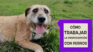 Cómo trabajar la propiocepción con perros