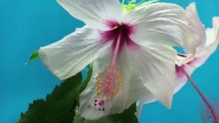 856030 hd 1920 1080 25fps