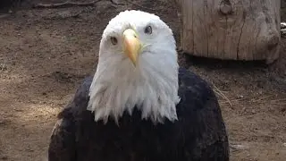 Watch how this bald eagle reacts to Donald Trump!