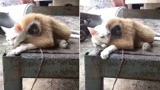 Gibbon Hugs Cat To Keep Warm