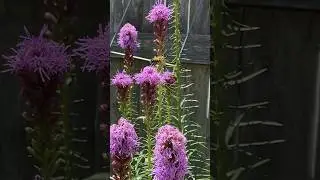 #blazingStar#attractBees#perennialplant