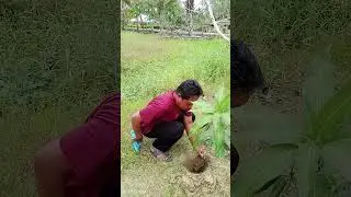 Penanaman pohon  #p3k2024. #kuaangkona. #astaprotas. #ecoteologi. #kemenagberdampak. #mentriagama