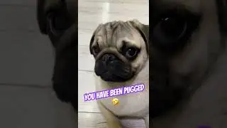 YOU have BEEN PUGGED 😱 #pug #funny #pets #cute #mypug #pugged