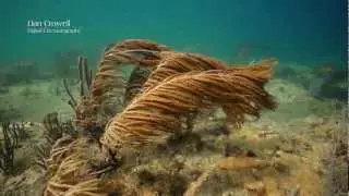Sony FS100 underwater footage using Amphibico Genesis housing.