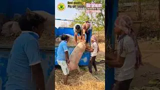 Pig Fram at Birbhum in West Bengal #pig #farming #best quality pig breed #piggery #shukar #farm