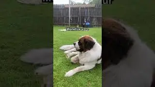 Monetize My Dog ! Youtube Shorts Monetization Made Easy.
