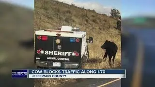 Cow blocks traffic along I-70