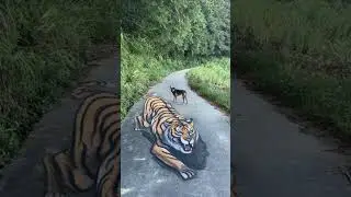 Insane 3D Tiger Street Art Illusion 🐅✨