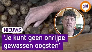 Aardappelen te vroeg geoogst door strengere milieuregels