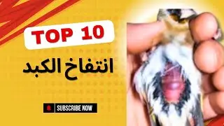 يجب ان يتوفر هذا المنتوج عند كل مربين الحسون والكناري / وداعا لأمراض الكبد