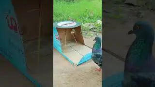 #funny #funnyshorts #funnyvideo #animals