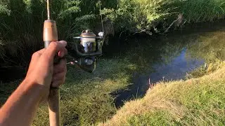 Tiny Creek In The Black Hills is LOADED With MEGA Brook Trout