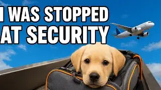 Tesla| My 3 months old Labradors first flight| Mumbai to Bengaluru |