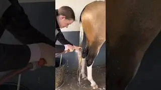 Lavage de poney 🧼🚿🦄 #cheval #cavalier #equitation #cso