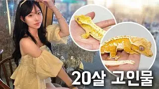 20살부터ㅋㅋㅋ온 집안을 노란색 도마뱀으로 올인한 여사장님을 만났습니다. 진짜 너무이쁜데요??