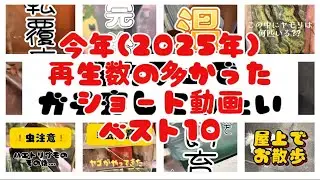 生き物系YouTuberになってみた❗️その71‼️2025年ショート動画ベスト10を発表します🎊