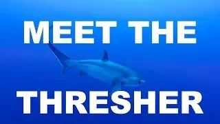 Meet the Thresher Shark - Drescherhai - Fuchshai - Gopro