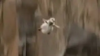 Chicks Jump Off Cliff to Dream On!!