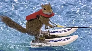Twiggy the Waterskiing Squirrel Retires After 39 Years of Fame
