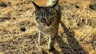 遊ぼ遊ぼ！って天真爛漫で可愛い猫ニャッツはお友達猫もたくさん