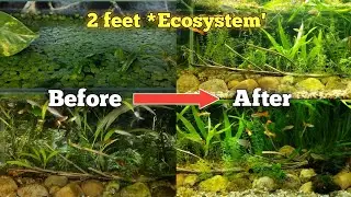 2 Feet *Ecosystem* Update, left for 2 months | Nk's Aquatics