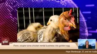 Penn. couple turns chicken rental business into golden egg