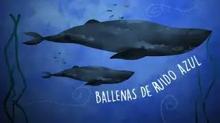 Da Pawn - Ballenas de Ruido (Lyric Video)