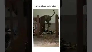 Just a cat outsmarting a dog