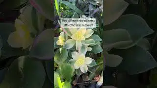 Useful Tips for Succulents |  Same Succulent, Different microclimates #succulents #propagation