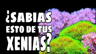 sabías esto de las xenias??