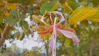 Whispers of the Nature | Untouched Landscape