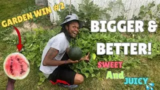 Growing Sugar Baby Watermelon 🍉 My BIGGER, SWEETER 2nd Harvest!