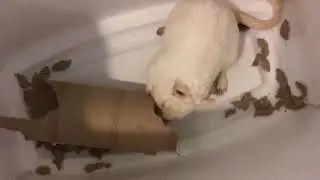 Gerbil TV- episode 1