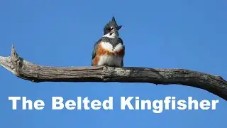 Belted Kingfisher Beating a Fish!