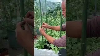 Setting Up Trellises for Climbing Plants