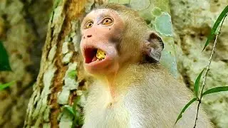 I'm so worry tiny girl Alba, poor girl Alba is so hungry she eat very fast until choke in mouth!