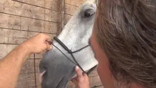 Measurement Bitless Art of Riding Cavesal and Cavemore developed by Jossy Reynvoet