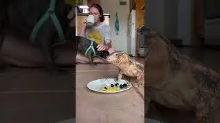 How To Make Dinosaur Omelette! 🦖 #shorts
