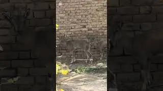Markhor 🦌 #markhor #markhorgaming #hunting #ibex35 #ibexhunting #ibex_global_tours #trophy #deer #
