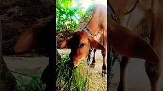 cow #song #cow #love #animals #shorts #farming #vlog #india