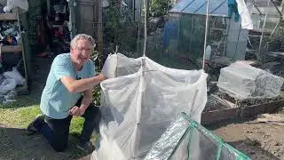 Companion planting with Onions, Carrots, Wild Rocket and my French Tarragon has recovered.