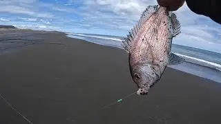 Snapper Surfcasting - West Auckland