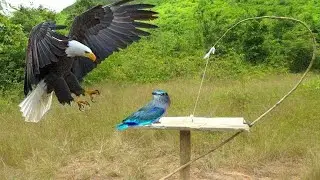 You ever know about Installing Easy Bird Trap Use 3 Minute only